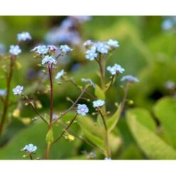 Kærmindesøster Brunnera Macrophylla 1 Liter Potte -Montoz Butik mi370 brunnera macrophylla c147