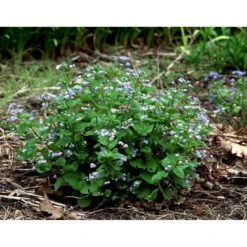 Kærmindesøster Brunnera Macrophylla 1 Liter Potte -Montoz Butik mi370 brunnera macrophylla d57f
