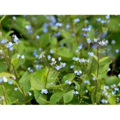 Kærmindesøster Brunnera Macrophylla 1 Liter Potte -Montoz Butik mi370 brunnera macrophylla da12