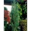 Blyants Enebær 'Blue Arrow' Juniperus Scopulorum 'Blue Arrow' Potte 2,0 Liter,- 40-60 Cm. -Montoz Butik mi3730 juniperus scopulorum blue arrow e6db