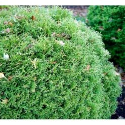 Thuja 'Tiny Tim' Thuja Occidentalis 'Tiny Tim' (dværgform) Potte 3,0 Liter,- 25-30 Cm. -Montoz Butik mi3751 thuja occidentalis tiny tim 7dee
