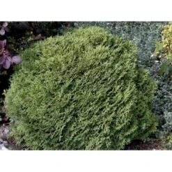 Thuja 'Tiny Tim' Thuja Occidentalis 'Tiny Tim' (dværgform) Potte 3,0 Liter,- 25-30 Cm. -Montoz Butik mi3751 thuja occidentalis tiny tim bc8b