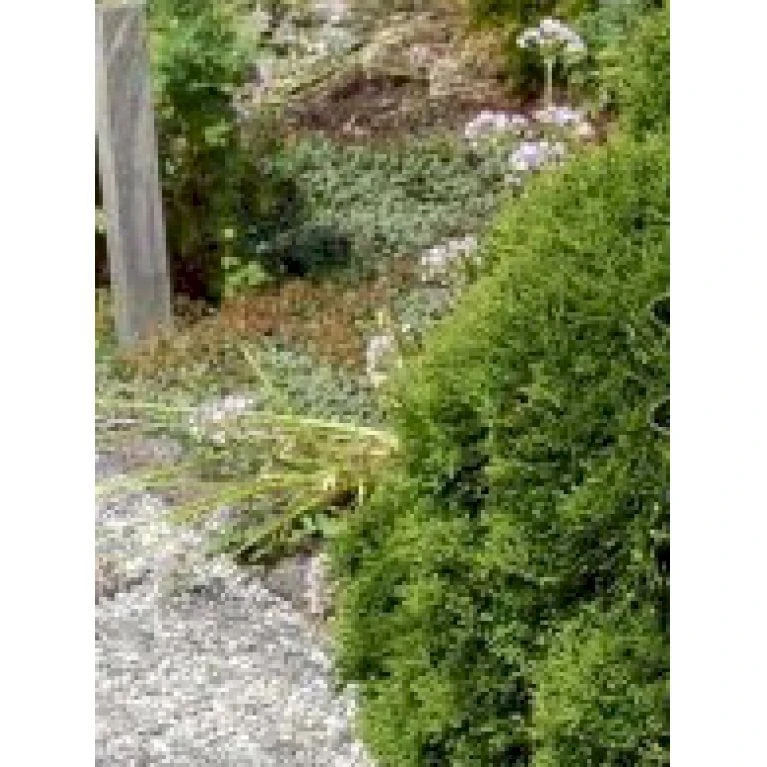 Thuja 'Little Giant' Thuja Occidentalis 'Little Giant'(dværgform) Potte 3,0 Liter,- 25-30 Cm. 5 Thuja 'Little Giant' Thuja Occidentalis 'Little Giant'(dværgform) Potte 3,0 Liter,- 25-30 Cm. - Billede 3