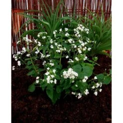 Kærmindesøster 'Betty Bowring' Brunnera Macrophylla 'Betty Bowring' 1 Liter Potte -Montoz Butik mi375 brunnera macrophylla betty bowring 0d8f