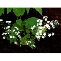 Kærmindesøster 'Betty Bowring' Brunnera Macrophylla 'Betty Bowring' 1 Liter Potte -Montoz Butik mi375 brunnera macrophylla betty bowring 1b51