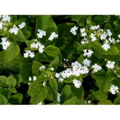 Kærmindesøster 'Betty Bowring' Brunnera Macrophylla 'Betty Bowring' 1 Liter Potte -Montoz Butik mi375 brunnera macrophylla betty bowring a666