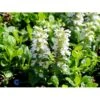 Krybende Læbeløs Ajuga Reptans 'Alba' 10 Cm. Potte 2 Krybende Læbeløs Ajuga Reptans 'Alba' 10 Cm. Potte -Montoz Butik mi3760 ajuga reptans alba 83ac