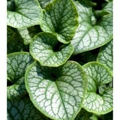 Kærmindesøster 'Jack Frost' Brunnera Macrophylla 'Jack Frost' 1 Liter Potte -Montoz Butik mi376 brunnera macrophylla jack frost 38e5