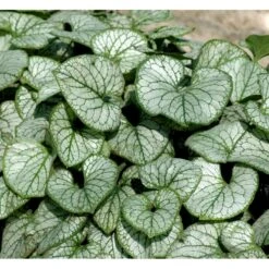Kærmindesøster 'Jack Frost' Brunnera Macrophylla 'Jack Frost' 1 Liter Potte -Montoz Butik mi376 brunnera macrophylla jack frost a359