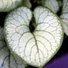 Kærmindesøster 'Jack Of Diamonds' Brunnera Macrophylla 'Jack Of Diamonds' 1 Liter Potte -Montoz Butik mi377 brunnera macrophylla sea heart 57f0