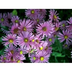 Amellusasters 'Lady Hindlip' Aster Amellus 'Lady Hindlip' 1 Liter Potte -Montoz Butik mi3780 aster amellus lady hindlip 1e3d