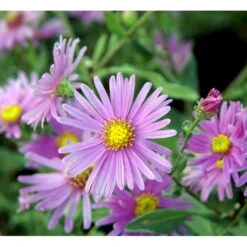 Amellusasters 'Lady Hindlip' Aster Amellus 'Lady Hindlip' 1 Liter Potte -Montoz Butik mi3780 aster amellus lady hindlip ef80