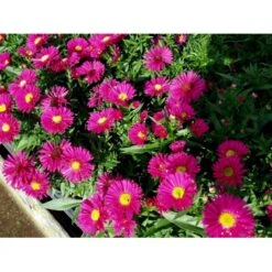 Pudeasters 'Starlight' Aster Dumosus 'Starlight' 1 Liter Potte -Montoz Butik mi3781 aster starlight 08d2