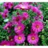 Pudeasters 'Starlight' Aster Dumosus 'Starlight' 1 Liter Potte -Montoz Butik mi3781 aster starlight ad79