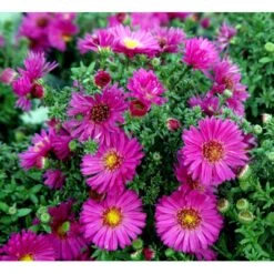 Pudeasters 'Starlight' Aster Dumosus 'Starlight' 1 Liter Potte