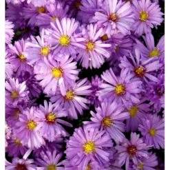 Asters 'Jungfrau' Aster Frikartii 'Jungfrau' 1 Liter Potte -Montoz Butik mi3782 aster frikartii jungfrau 99a1