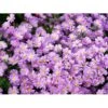 Asters 'Jungfrau' Aster Frikartii 'Jungfrau' 1 Liter Potte -Montoz Butik mi3782 aster frikartii jungfrau 9b5e