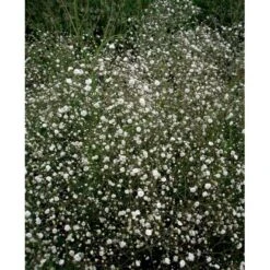 Brudeslør 'Bristol Fairy' Gypsophila Paniculata 'Bristol Fairy' 2 Liter Potte -Montoz Butik mi3805 gypsophila paniculata bristol fairy f2a4