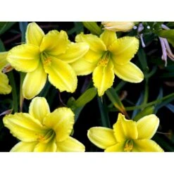 Daglilje 'Green Flutter' Hemerocallis 'Green Flutter' Potte 2 Liter. 7 Daglilje 'Green Flutter' Hemerocallis 'Green Flutter' Potte 2 Liter. -Montoz Butik mi3809 hemerocallis green flutter 641f