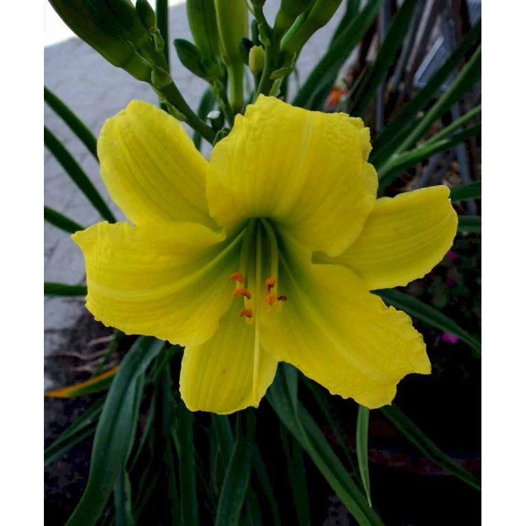 Daglilje 'Green Flutter' Hemerocallis 'Green Flutter' Potte 2 Liter. 3 Daglilje 'Green Flutter' Hemerocallis 'Green Flutter' Potte 2 Liter.