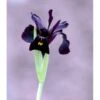 Smalbladet Iris Iris Chrysographes 'Black Form' 1 Liter Potte -Montoz Butik mi3814 iris chrysographes black form a257