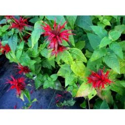 Hestemynte 'Cambridge Scarlet' Monarda Hybrid 'Cambridge Scarlet' 1 Liter Potte -Montoz Butik mi3820 monarda hybrid cambridge scarlet b005