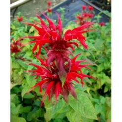 Hestemynte 'Cambridge Scarlet' Monarda Hybrid 'Cambridge Scarlet' 1 Liter Potte -Montoz Butik mi3820 monarda hybrid cambridge scarlet e71e