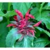 Hestemynte 'Cambridge Scarlet' Monarda Hybrid 'Cambridge Scarlet' 1 Liter Potte -Montoz Butik mi3820 monarda hybrid cambridge scarlet ed6d