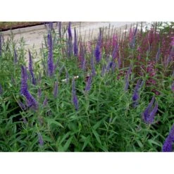 Langbladet Ærenpris 'Blauriesin' Veronica Longifolia 'Blauriesin' 1 Liter Potte -Montoz Butik mi3833 veronica longifolia blauriesin 7023