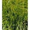 Palmebladsstar Carex Muskingumensis 1 Liter Potte -Montoz Butik mi3837 carex muskingumensis 17cc