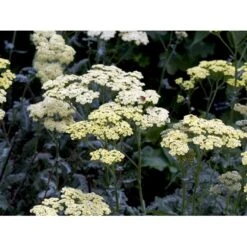 Almindelig Røllike 'Anthea' Achillea Millefolium 'Anthea' 1 Liter Potte