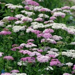 Almindelig Røllike 'Apfelblüte' Achillea Millefolium 'Apfelblüte' Bakke Med 12 Stk. 7 Almindelig Røllike 'Apfelblüte' Achillea Millefolium 'Apfelblüte' Bakke Med 12 Stk. -Montoz Butik mi3869 achillea millefolium apfelbute 4bfc