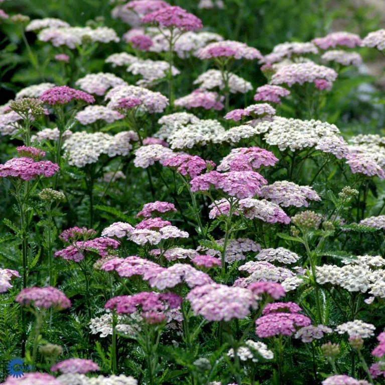 Almindelig Røllike 'Apfelblüte' Achillea Millefolium 'Apfelblüte' Bakke Med 12 Stk. 5 Almindelig Røllike 'Apfelblüte' Achillea Millefolium 'Apfelblüte' Bakke Med 12 Stk. - Billede 3