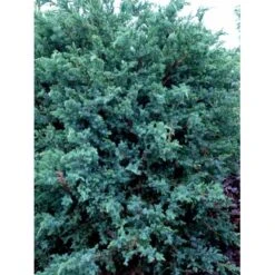 Kinesisk Enebær 'Blue Alps' Juniperus Chinensis 'Blue Alps' Potte 7,5 Liter 40-60 Cm. -Montoz Butik mi3950 juniperus chinensis blue alps c275