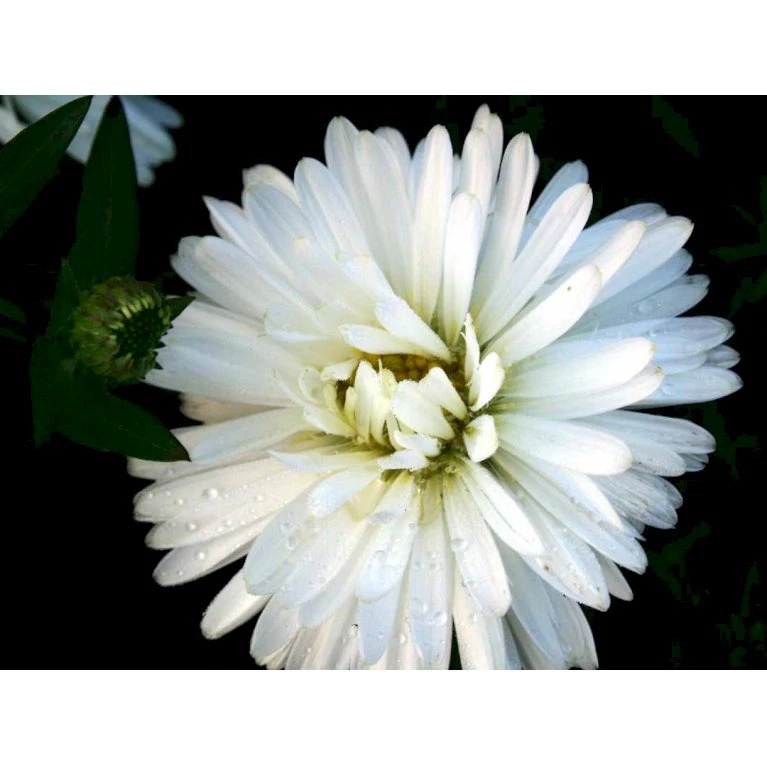 Høstasters 'White Ladies' Aster Novi-belgii 'White Ladies' 1 Liter Potte 3 Høstasters 'White Ladies' Aster Novi-belgii 'White Ladies' 1 Liter Potte