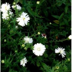 Høstasters 'White Ladies' Aster Novi-belgii 'White Ladies' 1 Liter Potte 7 Høstasters 'White Ladies' Aster Novi-belgii 'White Ladies' 1 Liter Potte -Montoz Butik mi4087 aster novi belgii white ladies a411
