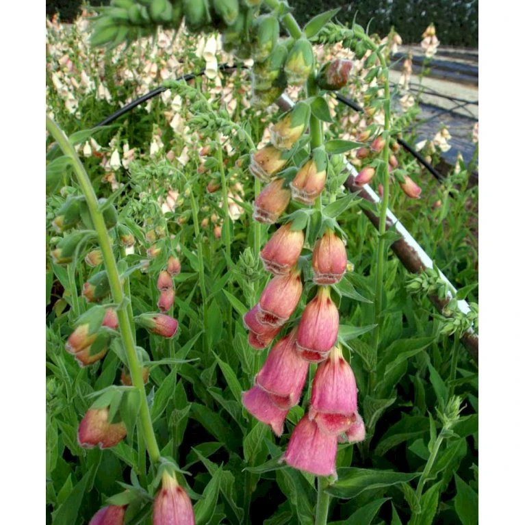 Fingerbøl Digitalis Mertonensis 1 Liter Potte 5 Fingerbøl Digitalis Mertonensis 1 Liter Potte - Billede 3