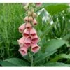 Fingerbøl Digitalis Mertonensis 1 Liter Potte -Montoz Butik mi4089 digitalis mertonensis f81e