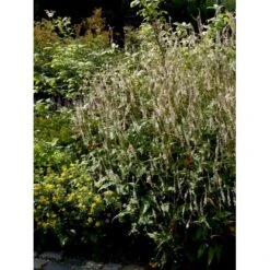 Kertepileurt 'Alba' Persicaria Amplexicaulis 'Alba' Potte 2 Liter. 11 Kertepileurt 'Alba' Persicaria Amplexicaulis 'Alba' Potte 2 Liter. -Montoz Butik mi4144 persicaria amplexicaulis alba 5997