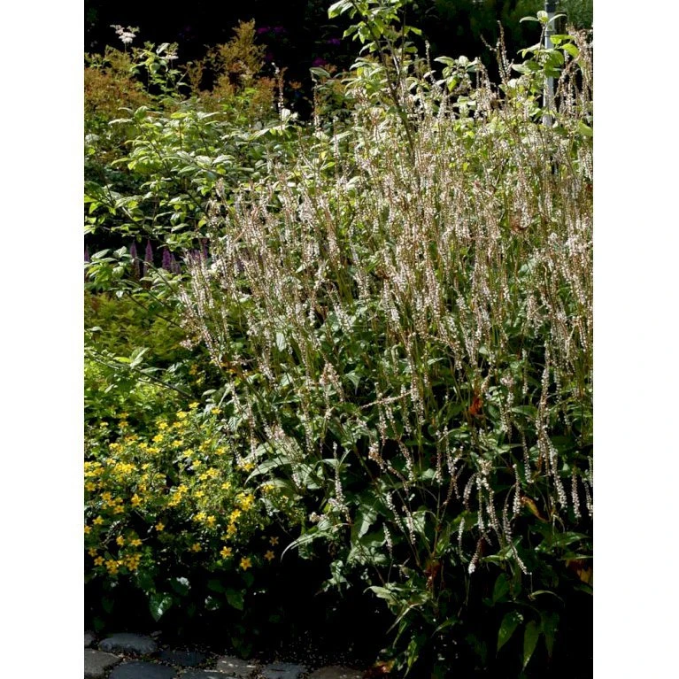 Kertepileurt 'Alba' Persicaria Amplexicaulis 'Alba' Potte 2 Liter. 7 Kertepileurt 'Alba' Persicaria Amplexicaulis 'Alba' Potte 2 Liter. - Billede 5