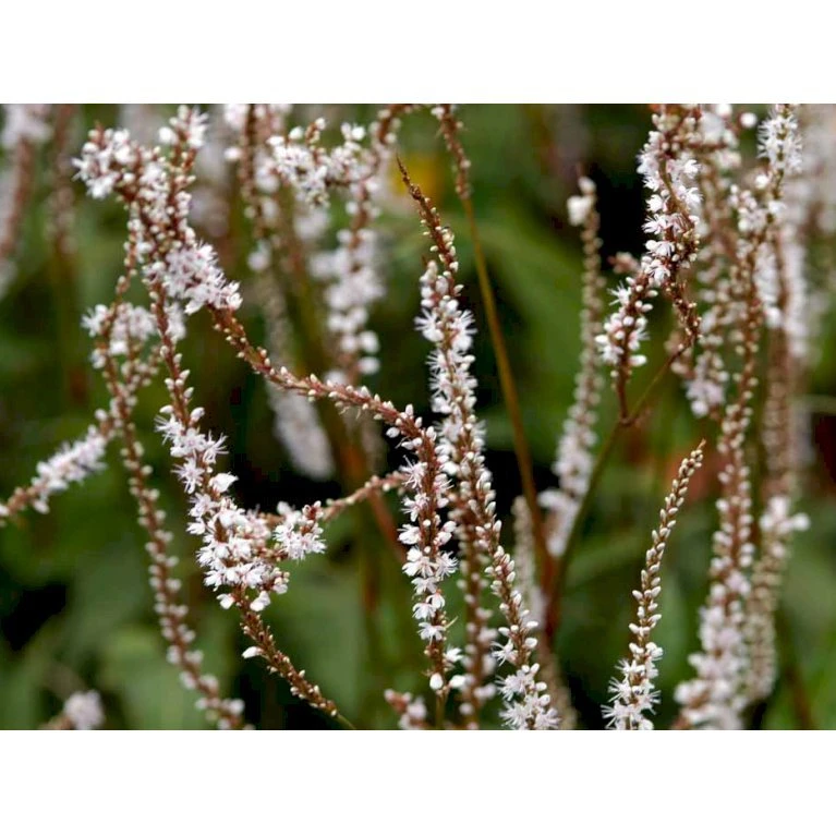 Kertepileurt 'Alba' Persicaria Amplexicaulis 'Alba' Potte 2 Liter. 6 Kertepileurt 'Alba' Persicaria Amplexicaulis 'Alba' Potte 2 Liter. - Billede 4