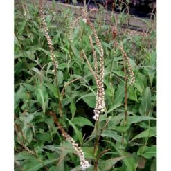 Kertepileurt 'Alba' Persicaria Amplexicaulis 'Alba' Potte 2 Liter. 9 Kertepileurt 'Alba' Persicaria Amplexicaulis 'Alba' Potte 2 Liter. -Montoz Butik mi4144 persicaria amplexicaulis alba f909