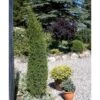 Almindelig Enebær 'Arnold' Juniperus Communis 'Arnold' Potte 2,0 Liter,- 40-60 Cm. -Montoz Butik mi4158 juniperus communis arnold 45bf