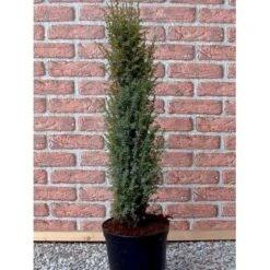 Almindelig Enebær 'Arnold' Juniperus Communis 'Arnold' Potte 2,0 Liter,- 40-60 Cm. -Montoz Butik mi4158 juniperus communis arnold 9fc0