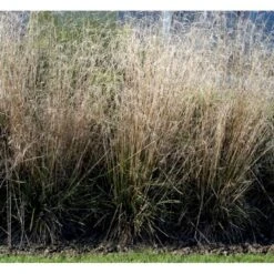 Mosebunke 'Goldtau' Deschampsia Cespitosa 'Goldtau' 1 Liter Potte -Montoz Butik mi4169 deschampsia cespitosa goldtau e020