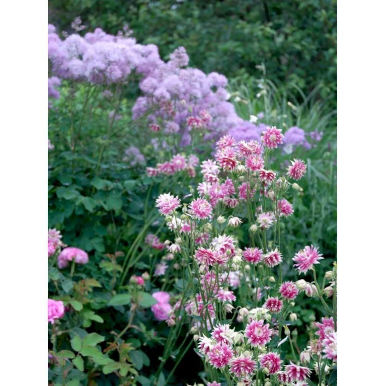 Akeleje 'Nora Barlow' Aquilegia Vulgaris 'Nora Barlow' 1 Liter Potte 3 Akeleje 'Nora Barlow' Aquilegia Vulgaris 'Nora Barlow' 1 Liter Potte