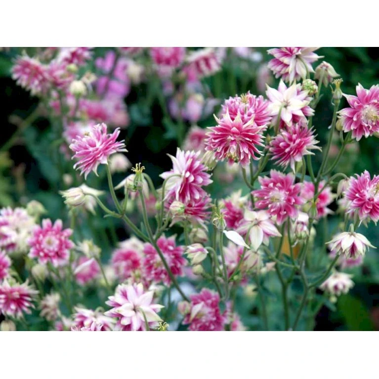 Akeleje 'Nora Barlow' Aquilegia Vulgaris 'Nora Barlow' 1 Liter Potte 5 Akeleje 'Nora Barlow' Aquilegia Vulgaris 'Nora Barlow' 1 Liter Potte - Billede 3