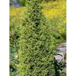 Almindelig Enebær 'Gold Cone' Juniperus Communis 'Gold Cone' Potte 2,0 Liter,- 30-40 Cm. 7 Almindelig Enebær 'Gold Cone' Juniperus Communis 'Gold Cone' Potte 2,0 Liter,- 30-40 Cm. -Montoz Butik mi4195 juniperus communis gold cone 503e