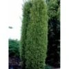 Almindelig Enebær 'Gold Cone' Juniperus Communis 'Gold Cone' Potte 2,0 Liter,- 30-40 Cm.