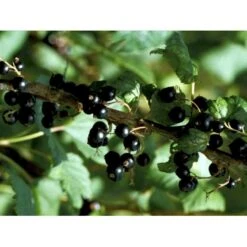 Solbær 'Ben Alder' Ribes Nigrum 'Ben Alder' 3,5 Liter Potte -Montoz Butik mi4197 ribes nigrum 992f